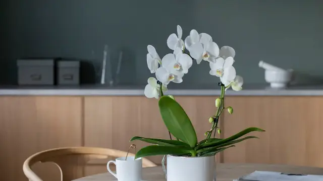 Phalaenopsis_Mirror.jpg