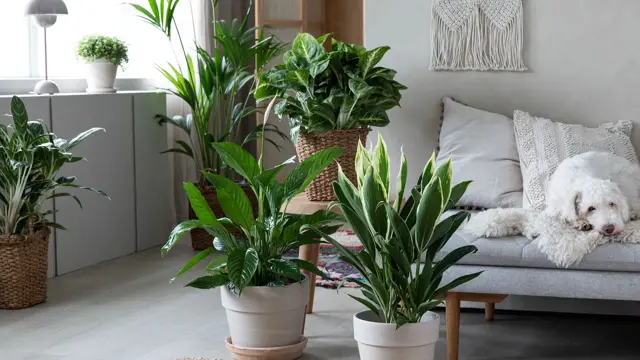 Mester Grønn 02.01  7_Gronne planter.jpg