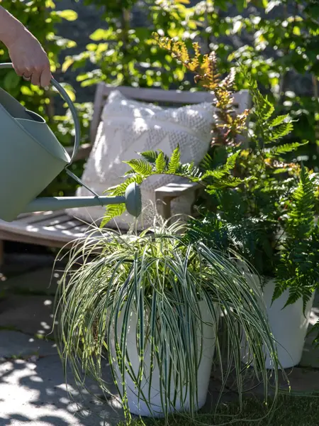 Dame som vanner potteplanter