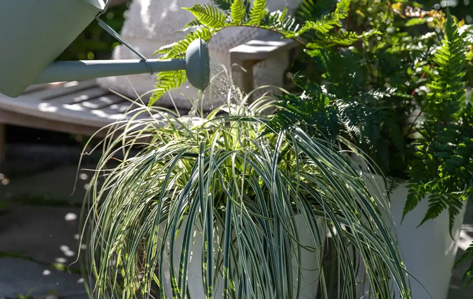 Dame som vanner potteplanter