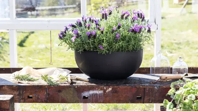 Blomster og urter fra Mester Grønn