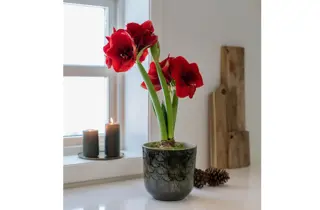 Gunerius black week 25