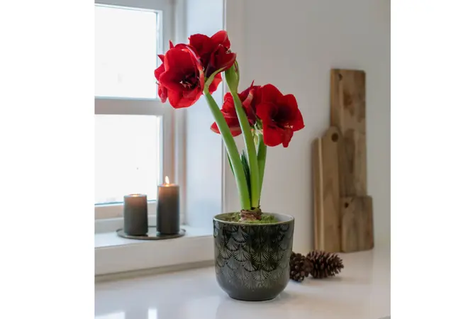 Gunerius black week 25