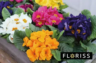 floriss-primula-uke01-3.2