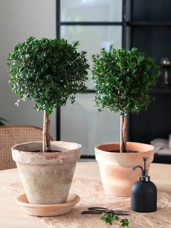 Grønne planter