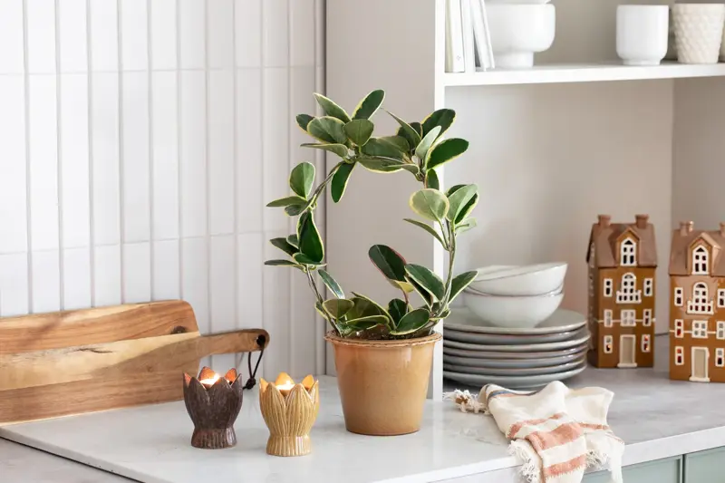 Grønne planter fra Mester Grønn