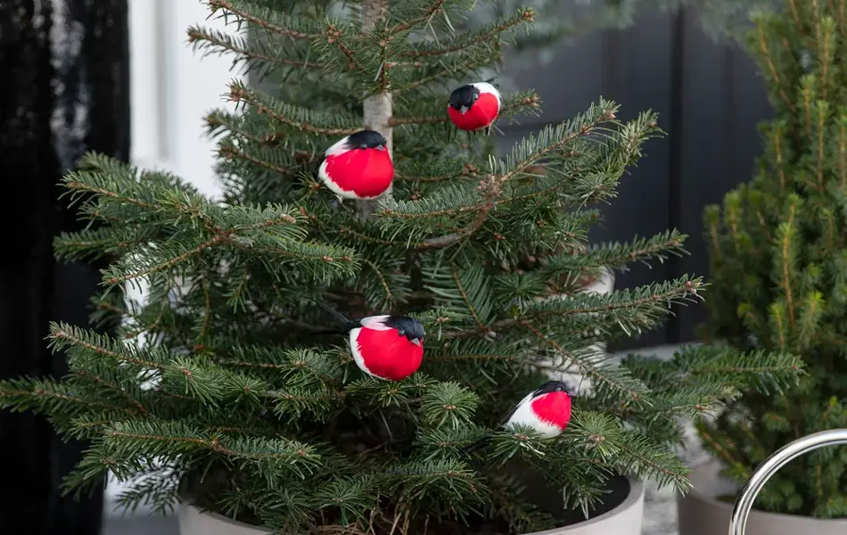 Inngangsparti med vintergrønt