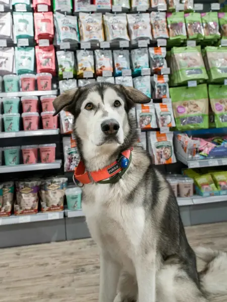 Musti butikk med hund