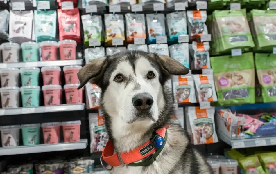 Musti butikk med hund