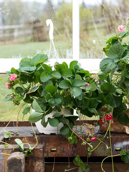 Jordbærplante i ampel