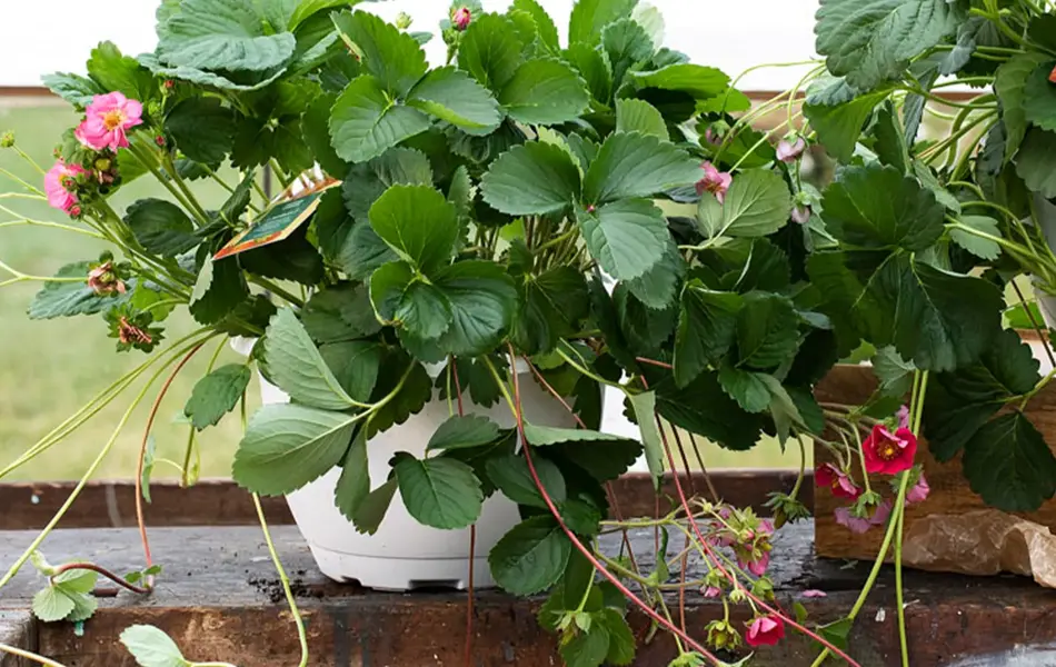 Jordbærplante i ampel