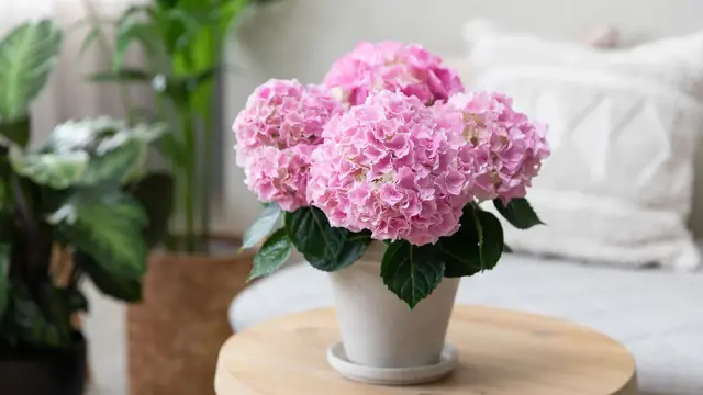 Mester Grønn 02.01  5_Hortensia_rosa.jpg
