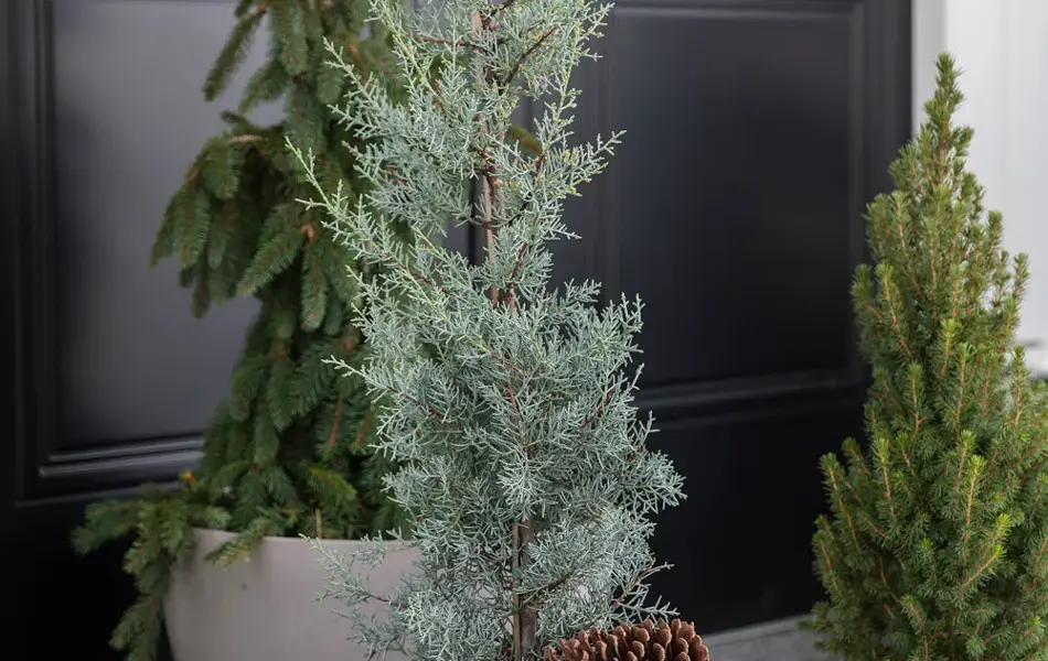 Inngangsparti med vintergrønt