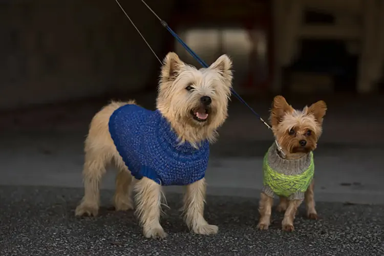 Mange har kjæledyr de regner som en naturlig del av familien, nærmest som et barn. Så hvorfor skal vi ikke skjemme de bort litt til jul? Se våre gavetips.