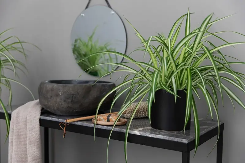 TS_Storo_artikkel_en-gronn-oase-i-hjemmet-ditt