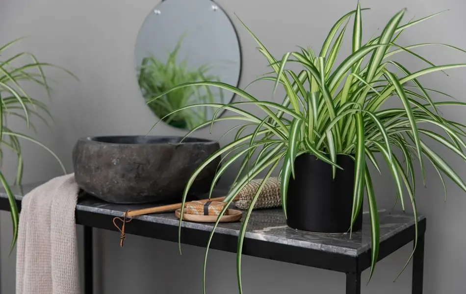 TS_Storo_artikkel_en-gronn-oase-i-hjemmet-ditt