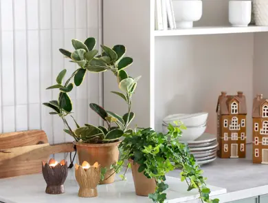 TS_Storo_artikkel_en-gronn-oase-i-hjemmet-ditt