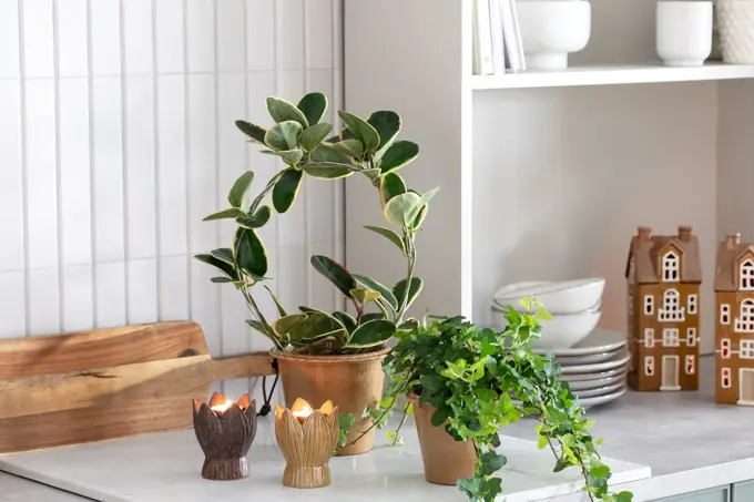 TS_Storo_artikkel_en-gronn-oase-i-hjemmet-ditt