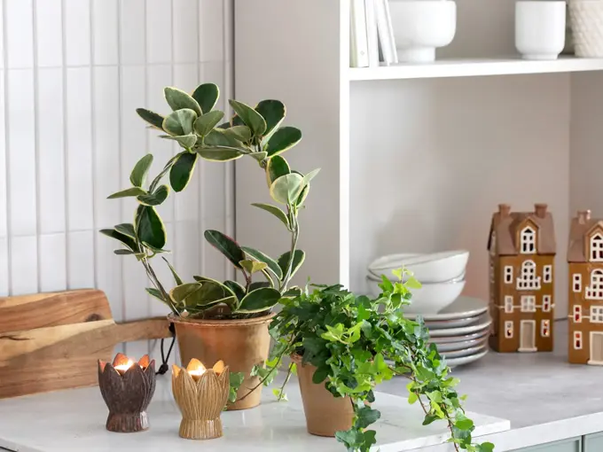 TS_Storo_artikkel_en-gronn-oase-i-hjemmet-ditt