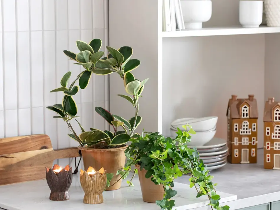 TS_Storo_artikkel_en-gronn-oase-i-hjemmet-ditt