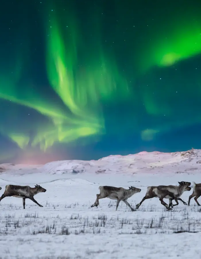 Reinsdyr løper over snødekt landskap under nordlys