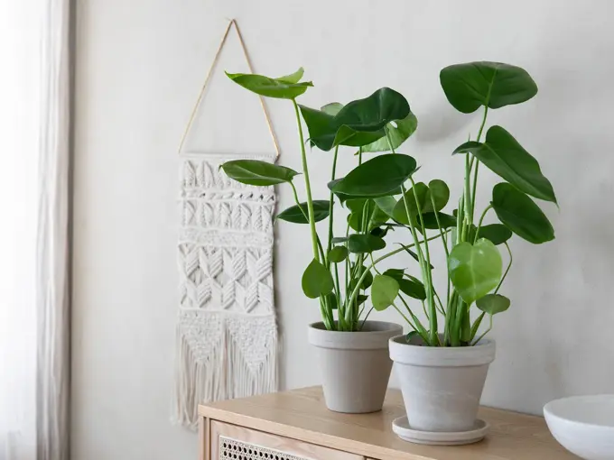Mester Grønn 7_Monstera deliciosa.jpg