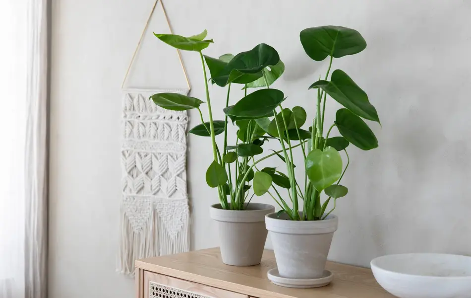 Mester Grønn 7_Monstera deliciosa.jpg