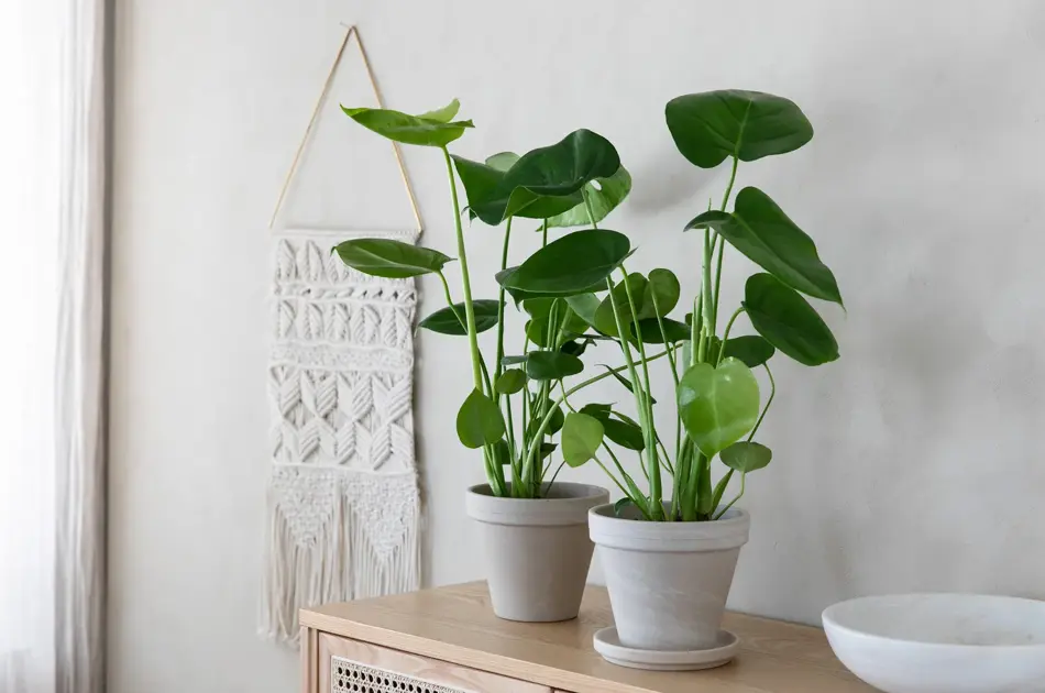 Mester Grønn 7_Monstera deliciosa.jpg