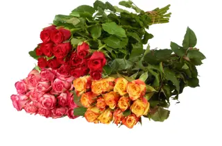 extra-roser-uke16-4.3