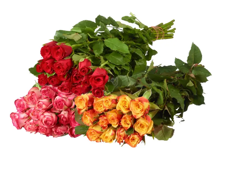 extra-roser-uke16-4.3