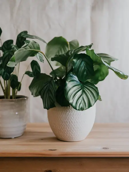 Potted plant calathea orbifolia on a wooden table
