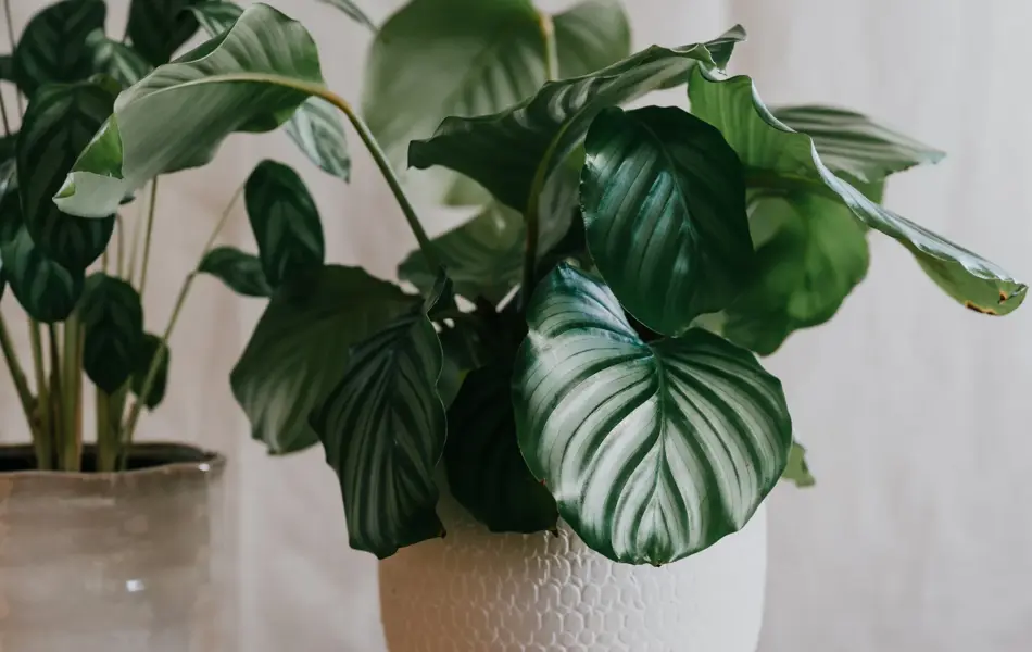 Potted plant calathea orbifolia on a wooden table