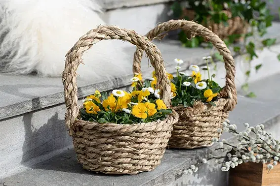 Mester Grønn vårblomster