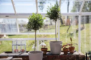 mester-gronn-oliventre-uke15-17-4.3