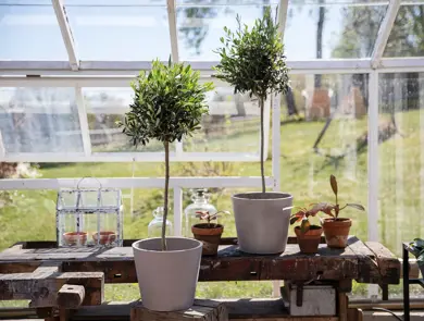 mester-gronn-oliventre-uke15-17-4.3