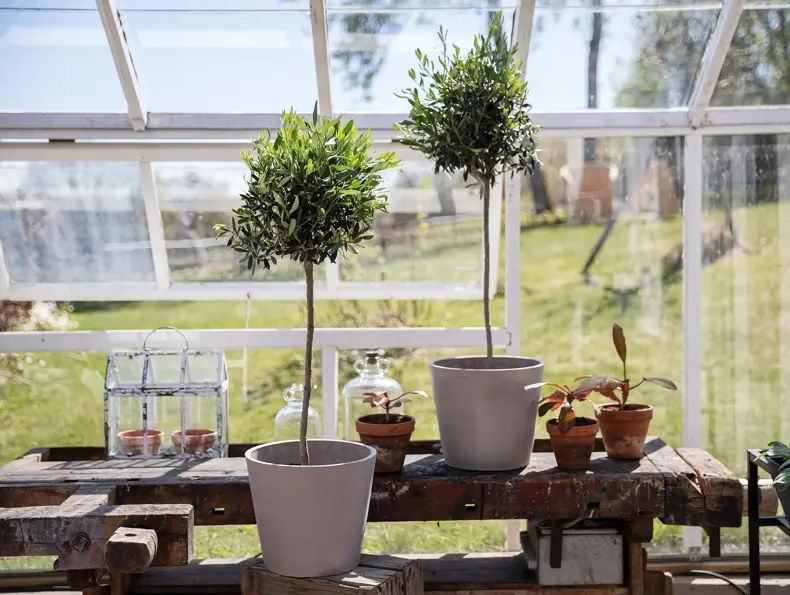 mester-gronn-oliventre-uke15-17-4.3