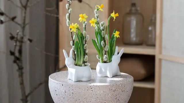 Mester Grønn Narciss i kanin potte.jpg