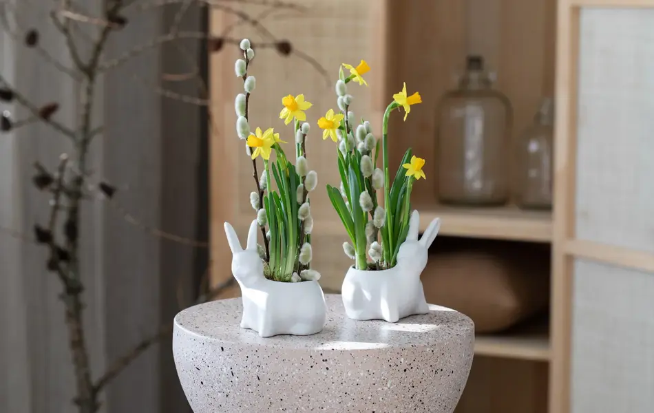 Mester Grønn Narciss i kanin potte.jpg