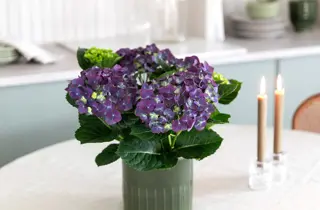 mester-gronn-hortensia-radeience-uke11-4.3