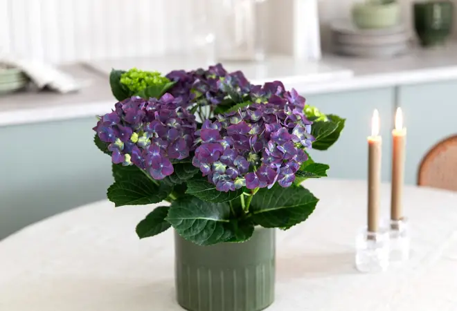 mester-gronn-hortensia-radeience-uke11-4.3