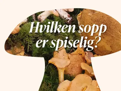 Formen av en sopp med bilde av sopp inni