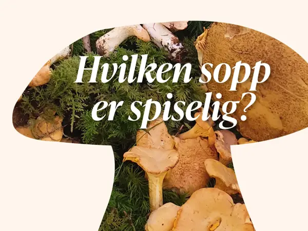 Formen av en sopp med bilde av sopp inni