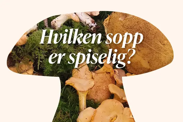 Formen av en sopp med bilde av sopp inni