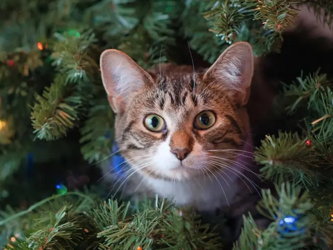 En katt som stikker hode sitt ut av et juletre