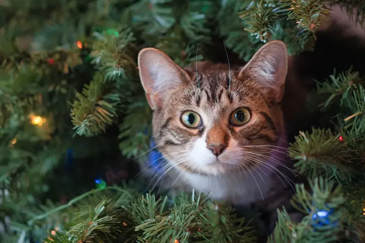 Vi gjør stas på hele familien i juletiden, inkludert våre firbeinte venner!