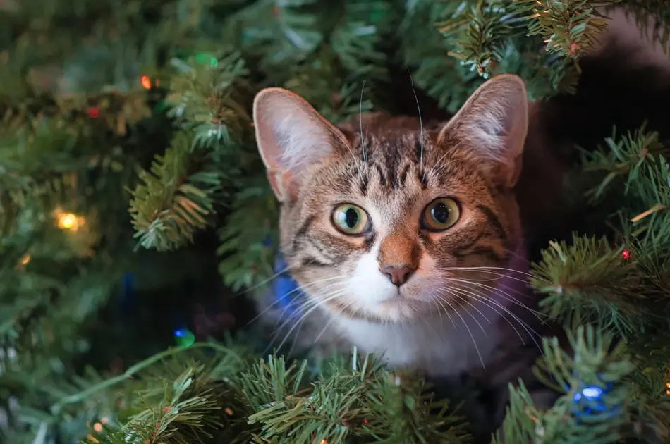 En katt som stikker hode sitt ut av et juletre