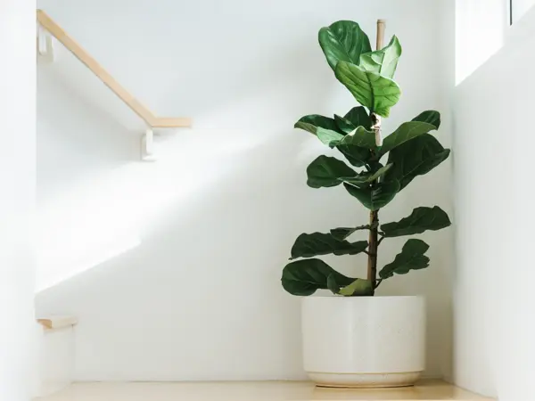 Fiddle leaf fig, Ficus lyrata, plant in circle white pot and place at the Corner of stair or ladder for decorate home or room. And there is sunlight coming from the right hand window.