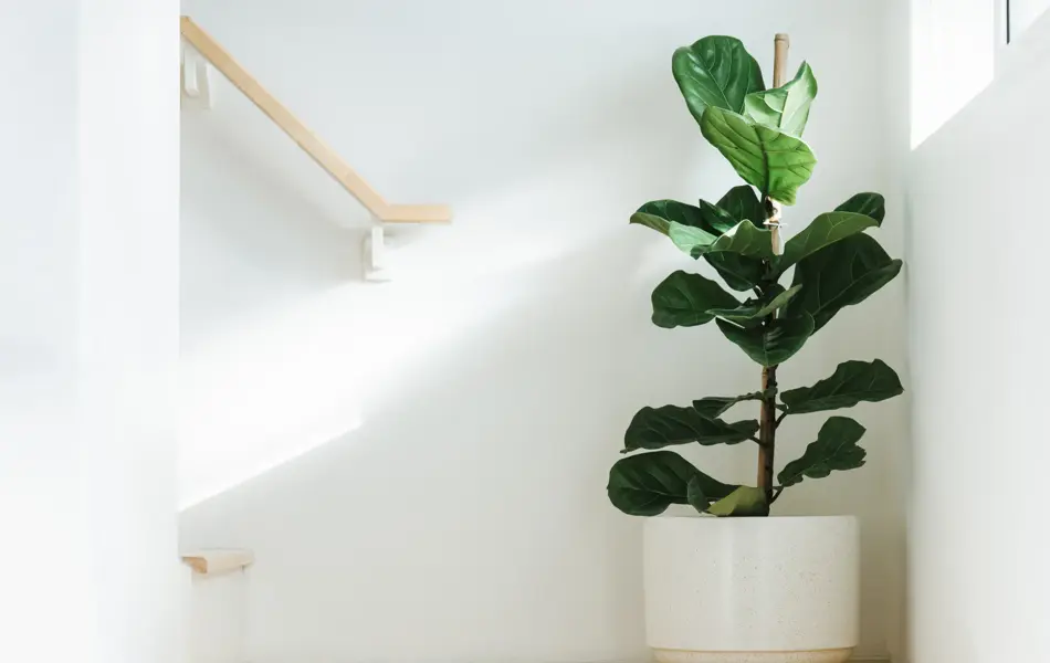 Fiddle leaf fig, Ficus lyrata, plant in circle white pot and place at the Corner of stair or ladder for decorate home or room. And there is sunlight coming from the right hand window.