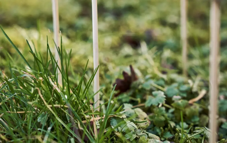 Påskepynt Søstrene Grene