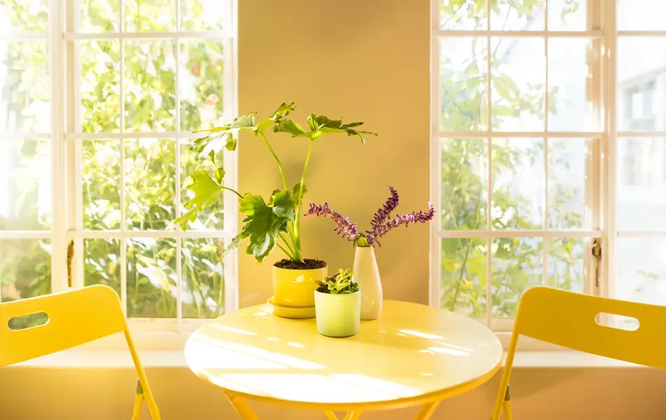 Gult bord med blomster og gule stoler foran solfylt vindu 